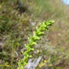 Microtis sp. at Gungahlin, ACT - 31 Oct 2014