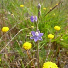 Thelymitra pauciflora (Slender Sun Orchid) at Gungahlin, ACT - 23 Oct 2014 by jks