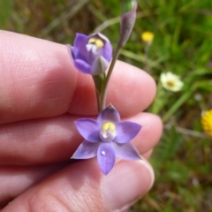 Thelymitra pauciflora at Gungahlin, ACT - suppressed