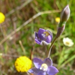 Thelymitra pauciflora at Gungahlin, ACT - suppressed