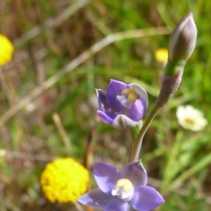 Thelymitra pauciflora at Gungahlin, ACT - suppressed