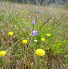 Thelymitra pauciflora at Gungahlin, ACT - suppressed