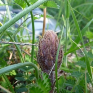 Orobanche minor at Gungahlin, ACT - 22 Oct 2014