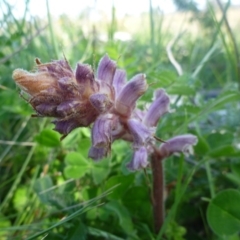 Orobanche minor at Gungahlin, ACT - 22 Oct 2014