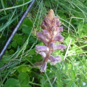 Orobanche minor at Gungahlin, ACT - 22 Oct 2014