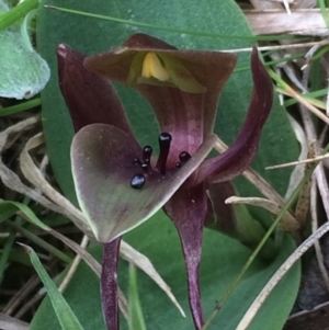 Chiloglottis valida at Paddys River, ACT - 23 Oct 2015