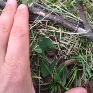 Chiloglottis valida at Paddys River, ACT - 23 Oct 2015