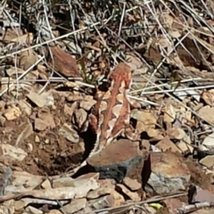 Rankinia diemensis (Mountain Dragon) at Cotter River, ACT - 18 Nov 2013 by MattM
