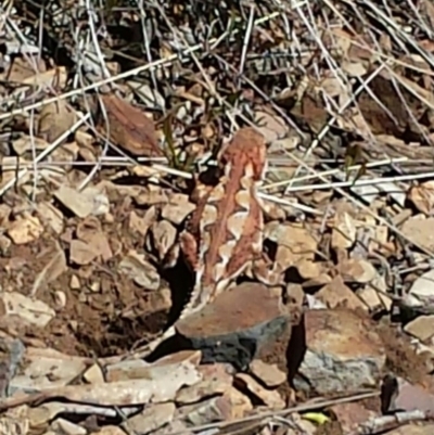 Rankinia diemensis (Mountain Dragon) at Cotter River, ACT - 17 Nov 2013 by MattM