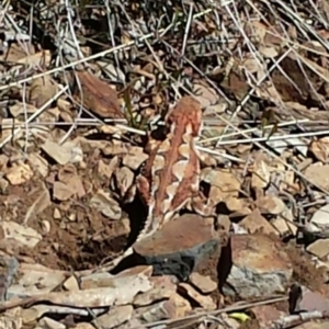 Rankinia diemensis at Cotter River, ACT - 18 Nov 2013