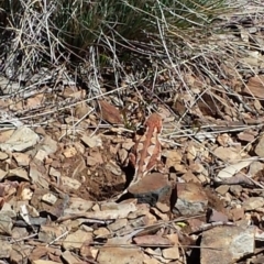 Rankinia diemensis at Cotter River, ACT - 18 Nov 2013