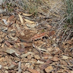 Rankinia diemensis at Cotter River, ACT - 18 Nov 2013