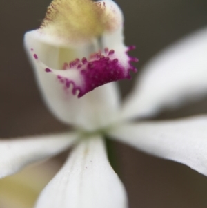 Caladenia moschata at Cook, ACT - suppressed