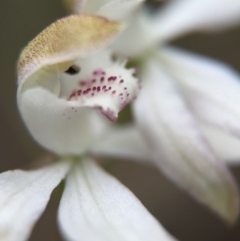 Caladenia moschata at Cook, ACT - suppressed