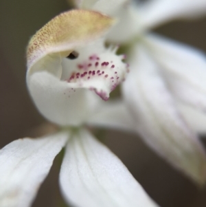 Caladenia moschata at Cook, ACT - suppressed