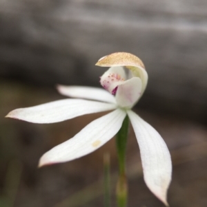 Caladenia moschata at Cook, ACT - suppressed