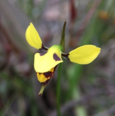 Diuris sulphurea (Tiger Orchid) at Cook, ACT - 23 Oct 2015 by JasonC