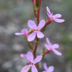 Stylidium (genus) (Trigger Plant) at Aranda, ACT - 23 Oct 2015 by JasonC