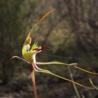 Caladenia parva (Brown-clubbed Spider Orchid) at Tennent, ACT - 20 Oct 2015 by michaelb