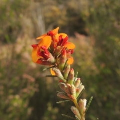 Dillwynia sericea (Egg And Bacon Peas) at Namadgi National Park - 20 Oct 2015 by michaelb