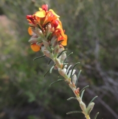 Dillwynia sericea at Tennent, ACT - 20 Oct 2015 06:13 PM