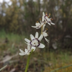 Wurmbea dioica subsp. dioica (Early Nancy) at Tennent, ACT - 20 Oct 2015 by MichaelBedingfield