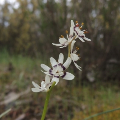 Wurmbea dioica subsp. dioica (Early Nancy) at Namadgi National Park - 20 Oct 2015 by michaelb