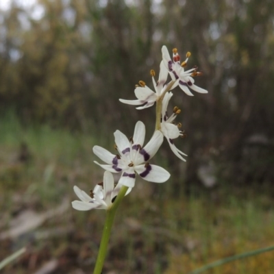 Wurmbea dioica subsp. dioica (Early Nancy) at Tennent, ACT - 20 Oct 2015 by michaelb