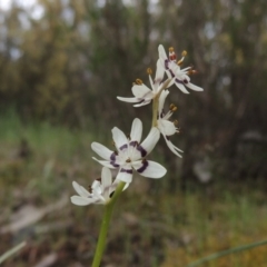 Wurmbea dioica subsp. dioica (Early Nancy) at Tennent, ACT - 20 Oct 2015 by michaelb