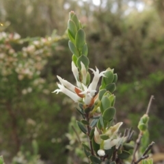 Brachyloma daphnoides (Daphne Heath) at Tennent, ACT - 20 Oct 2015 by MichaelBedingfield