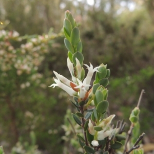 Brachyloma daphnoides at Tennent, ACT - 20 Oct 2015