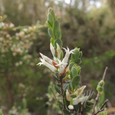 Brachyloma daphnoides (Daphne Heath) at Tennent, ACT - 20 Oct 2015 by michaelb