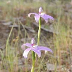 Glossodia major (Wax Lip Orchid) at Namadgi National Park - 20 Oct 2015 by michaelb