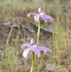 Glossodia major (Wax Lip Orchid) at Tennent, ACT - 20 Oct 2015 by michaelb