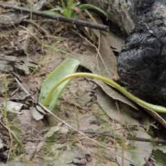 Glossodia major at Tennent, ACT - 20 Oct 2015