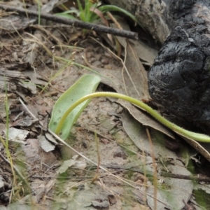 Glossodia major at Tennent, ACT - 20 Oct 2015