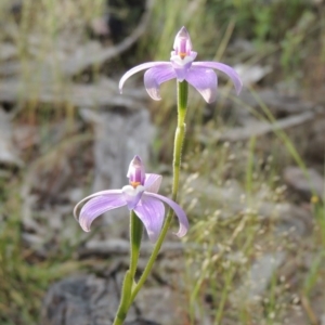 Glossodia major at Tennent, ACT - 20 Oct 2015