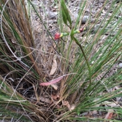 Diuris sulphurea (Tiger Orchid) at Canberra Central, ACT - 24 Oct 2015 by petersan