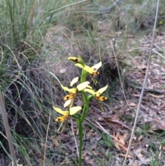 Diuris sulphurea (Tiger Orchid) at Canberra Central, ACT - 24 Oct 2015 by petersan