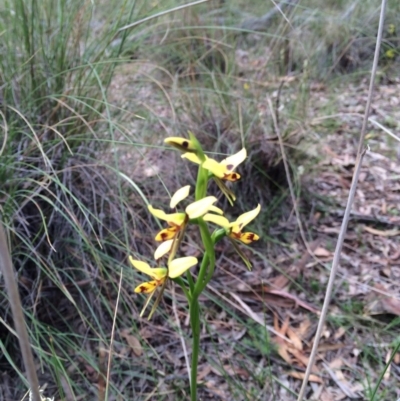 Diuris sulphurea (Tiger Orchid) at Mount Majura - 24 Oct 2015 by petersan