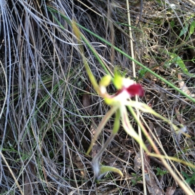 Caladenia atrovespa (Green-comb Spider Orchid) at Mount Majura - 24 Oct 2015 by petersan