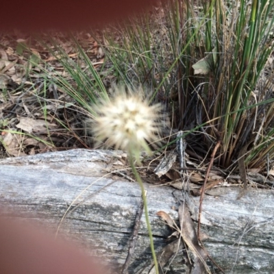 Inconclusive sighting (Inconclusive sighting) at Mount Majura - 24 Oct 2015 by petersan