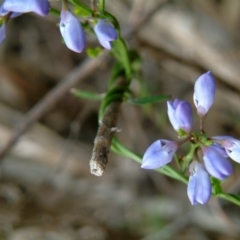 Comesperma volubile (Love Creeper) at Farrer Ridge - 13 Oct 2015 by julielindner