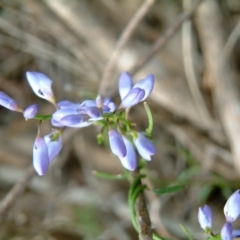 Comesperma volubile at Farrer Ridge - 13 Oct 2015