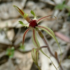 Caladenia atrovespa (Green-comb Spider Orchid) at Farrer Ridge - 13 Oct 2015 by julielindner