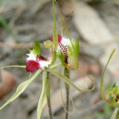 Caladenia atrovespa (Green-comb Spider Orchid) at Farrer Ridge - 13 Oct 2015 by julielindner