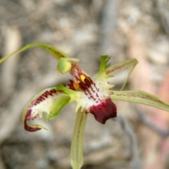 Caladenia atrovespa at Farrer Ridge - 13 Oct 2015