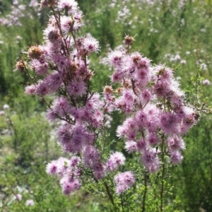 Kunzea parvifolia at Cook, ACT - 24 Oct 2015 03:19 PM