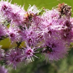 Kunzea parvifolia at Cook, ACT - 24 Oct 2015 03:19 PM