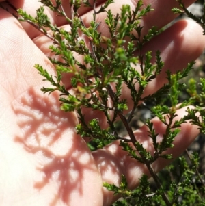 Kunzea parvifolia at Cook, ACT - 24 Oct 2015 03:19 PM